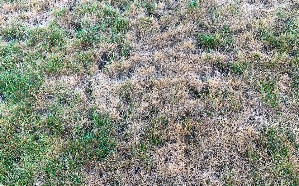 Before — neglected backyard