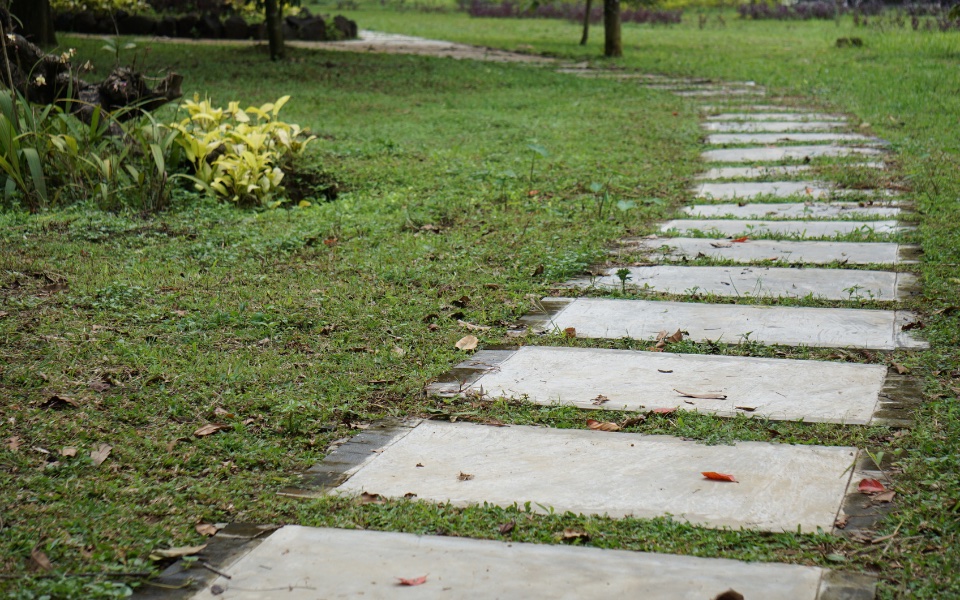 Before — overgrown front yard