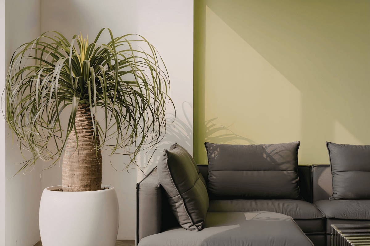 Living room with accent wall