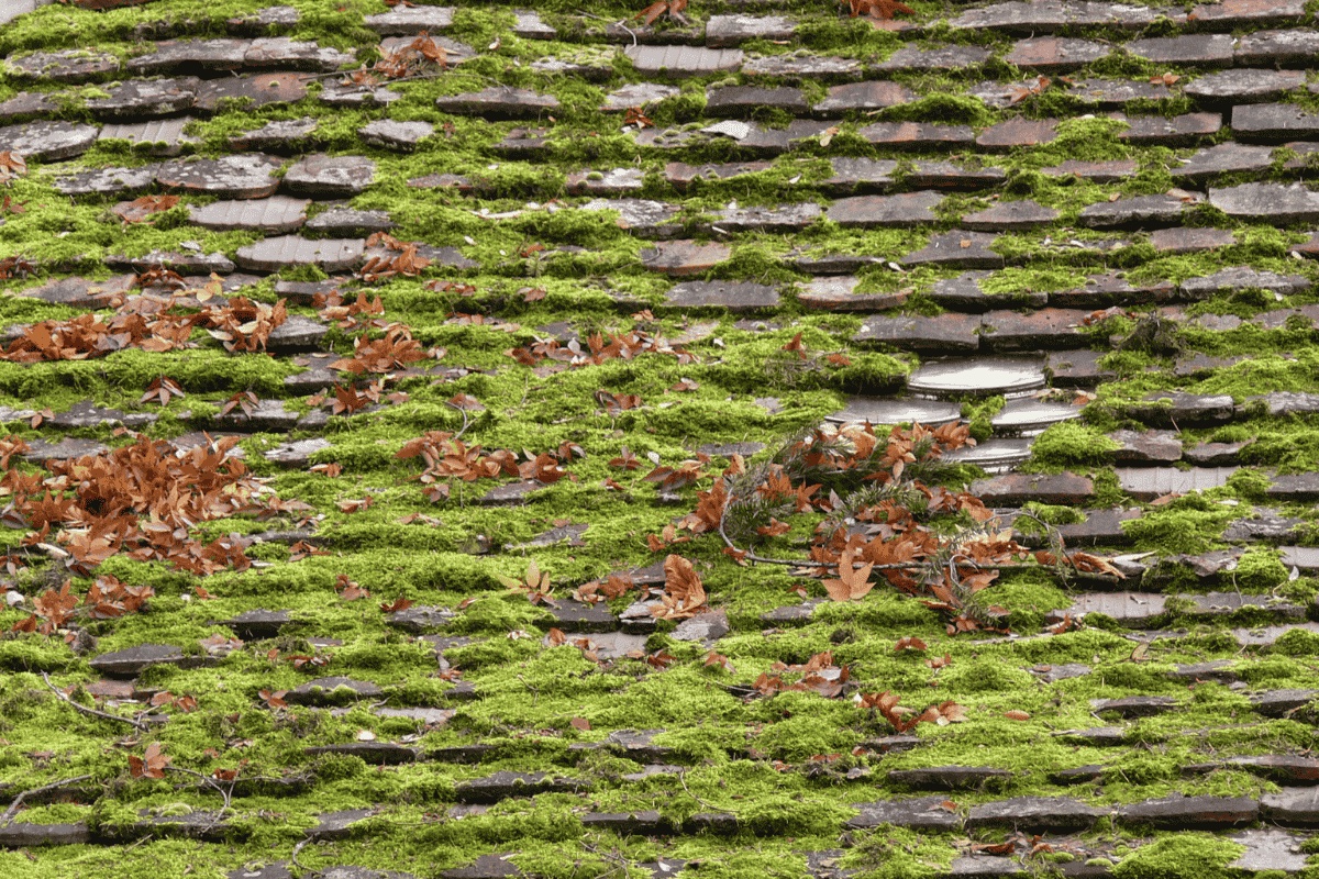 Before — old cedar shake roof with moss